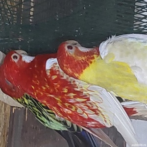 Perusi.nimfe papagali agapornis.  - imagine 3