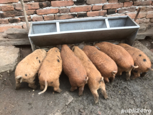 Hranitoare automata Eichholz pentru porci  7 posturi simultan - imagine 8