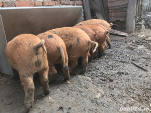 Hranitoare automata Eichholz pentru porci  7 posturi simultan - imagine 5