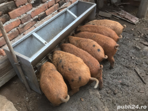 Hranitoare automata Eichholz pentru porci  7 posturi simultan - imagine 6