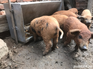 Hranitoare automata Eichholz pentru porci  7 posturi simultan - imagine 7