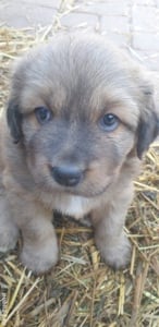 Mastiff Tibetan-  parinti pedigree 