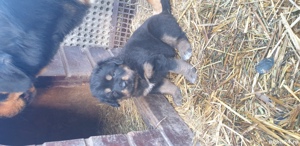 Mastiff Tibetan-  parinti pedigree  - imagine 2 Mastiff Tibetan-  parinti pedigree  - imagine 2