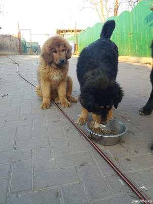Mastiff Tibetan-  parinti pedigree  - imagine 11 Mastiff Tibetan-  parinti pedigree  - imagine 11