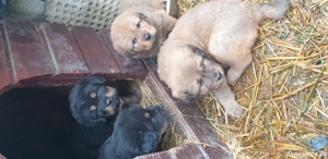 Mastiff Tibetan-  parinti pedigree  - imagine 7 Mastiff Tibetan-  parinti pedigree  - imagine 7