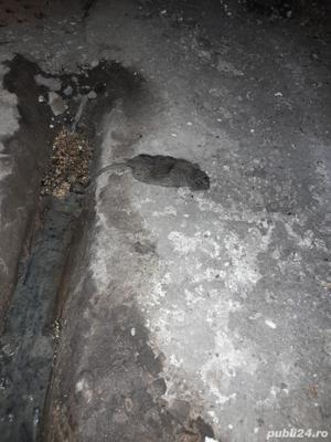 dezinsectie deratizare dezinfectii