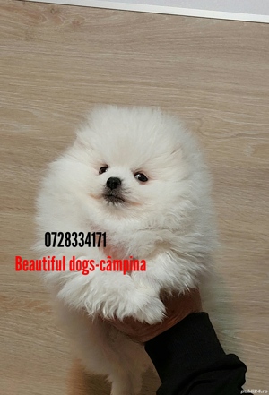 Pomeranian pui - imagine 4