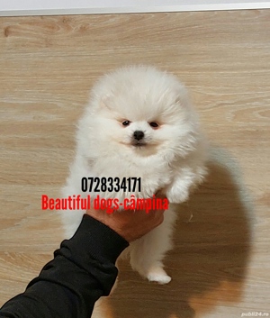 Pomeranian pui