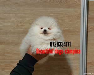 Pomeranian pui - imagine 2