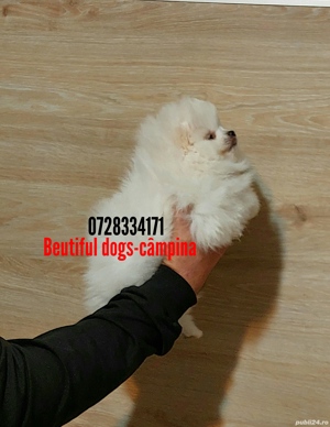 Pomeranian pui - imagine 3