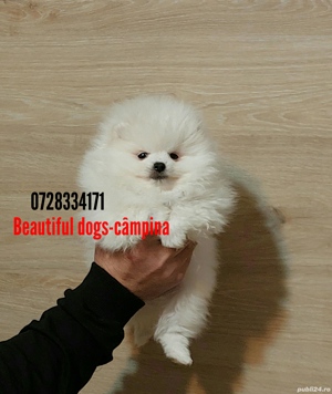 Pomeranian pui - imagine 5