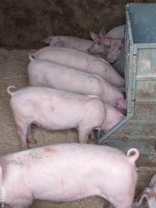 vând purcei și soldani. diferite mărimi  - imagine 2