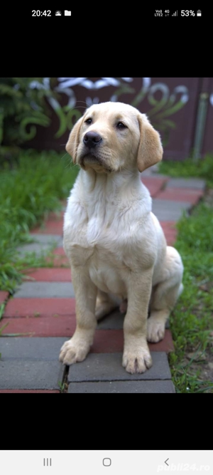 Căței Labrador Auriu. - imagine 3