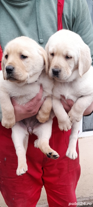  Puiuți Labrador Auriu de excepție - imagine 4