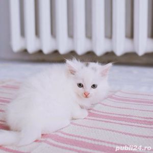 Angora Turceasca  Alba - imagine 7