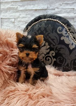 Yorkshire Terrier, varietatea Teacup - cea mai mica talie  - imagine 1