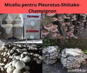 Miceliu pentru Pleurotus,Champignon.Shiitake