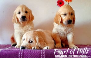 Golden Retriever, puiuti de exceptie