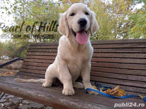 Golden Retriever, puiuti de exceptie - imagine 3
