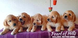 Golden Retriever, puiuti de exceptie - imagine 2