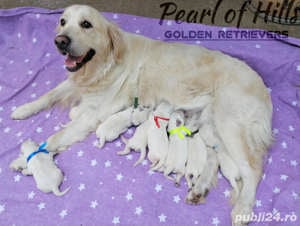 Golden Retriever, puiuti de exceptie - imagine 5