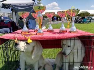 Golden Retriever, puiuti de exceptie - imagine 6