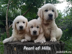 Golden Retriever, puiuti de exceptie - imagine 9