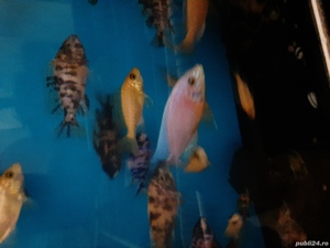 Vând diverse specii de pești exotici și acvarii - imagine 10