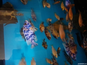 Vând diverse specii de pești exotici și acvarii - imagine 9