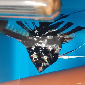 Vând diverse specii de pești exotici și acvarii - imagine 4