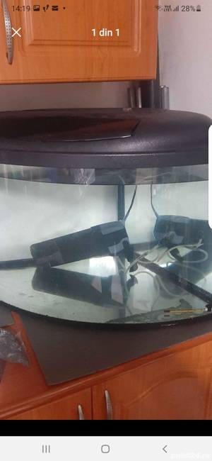 Vând diverse specii de pești exotici și acvarii - imagine 3