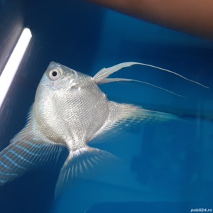 Vând diverse specii de pești exotici și acvarii - imagine 6