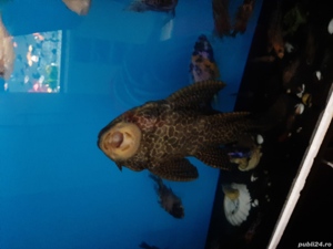 Vând diverse specii de pești exotici și acvarii - imagine 5