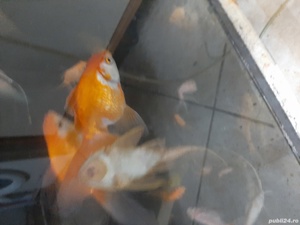 Vând diverse specii de pești exotici și acvarii - imagine 7