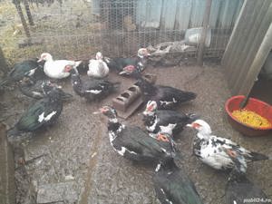 Rata | Rate mute lesesti | Ratoi lesesc - imagine 2 Rata | Rate mute lesesti | Ratoi lesesc - imagine 2