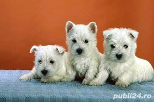 Westie - transport autorizat la nivel național  - imagine 2