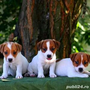 Jack Russel Terrier - genetică superioară - transport la nivel național