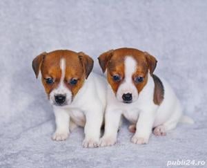 Jack Russel Terrier - genetică pură - transport autorizat la nivel național