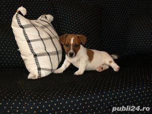 Jack Russel Terrier - par scurt, 2 luni, genetică superioară  - imagine 8