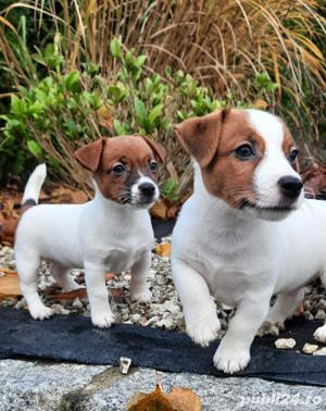 Jack Russel Terrier - par scurt, 2 luni, genetică superioară  - imagine 7