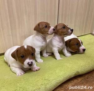 Jack Russel Terrier - genetică superioară - transport la nivel național  - imagine 5