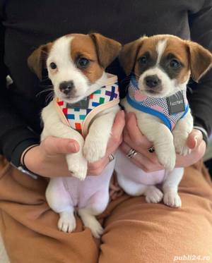 Jack Russel Terrier - genetică superioară - transport la nivel național  - imagine 4