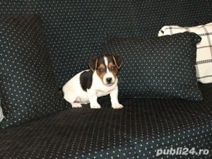 Catei Jack Russel Terrier - firmă autorizată  - imagine 7