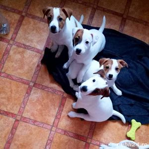 Jack Russel Terrier - genetică superioară - transport la nivel național  - imagine 6