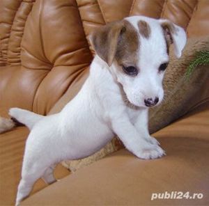 Catei Jack Russel Terrier - firmă autorizată  - imagine 11
