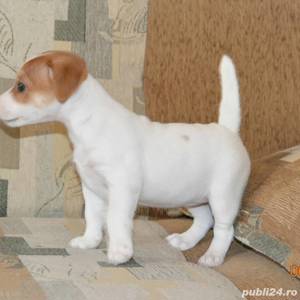Catei Jack Russel Terrier - firmă autorizată  - imagine 5