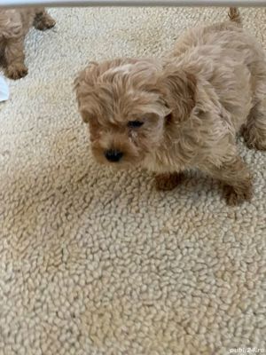 maltipoo - imagine 3