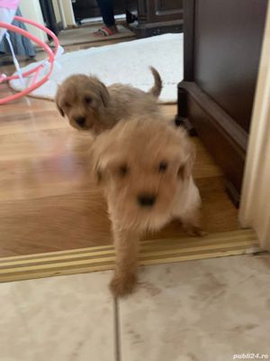 maltipoo - imagine 4