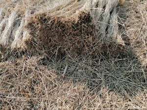 Stuf recoltat in 2024