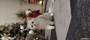 Pui british shorthair chinchilla 